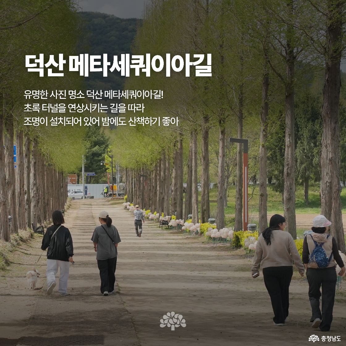 키 큰 메타세쿼이아 나무가 길게 이어진 산책로 양쪽을 감싸고 있고, 시민들이 산책을 즐기고 있습니다. 나무 아래에는 조명이 설치되어 있어 야간에도 분위기 있게 걷기 좋습니다. 길가에는 작은 장식물이 배치되어 산책길을 더욱 풍성하게 만듭니다.