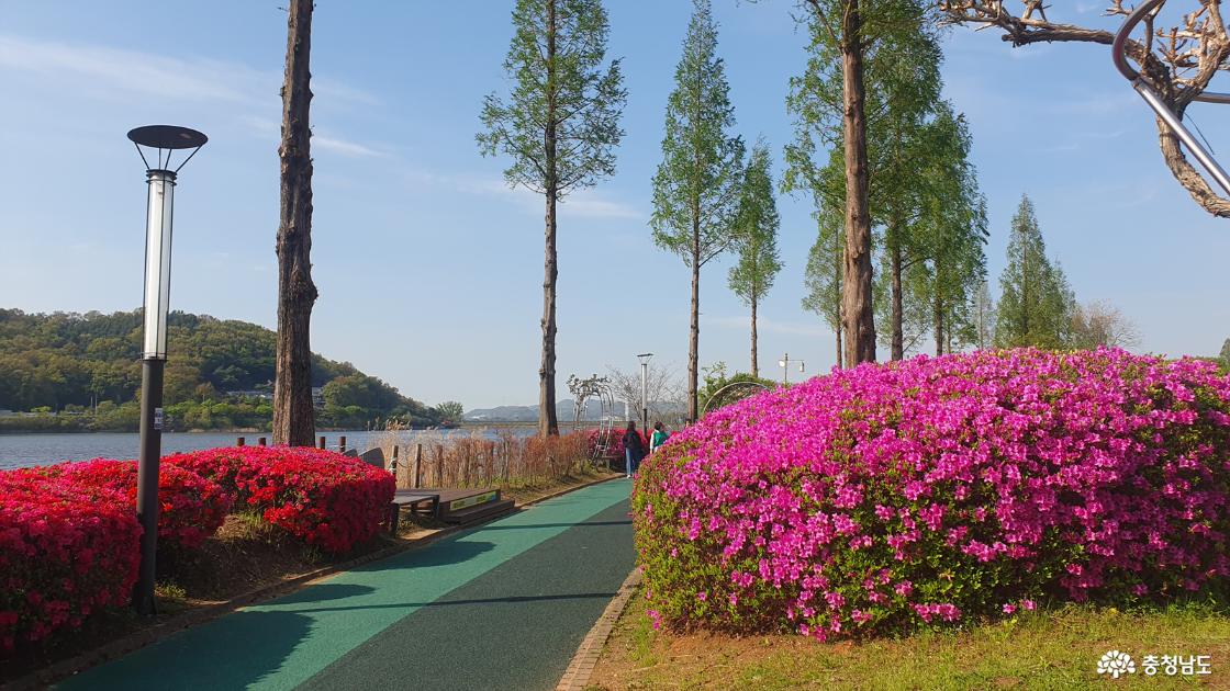 산책로에 핀 철쭉