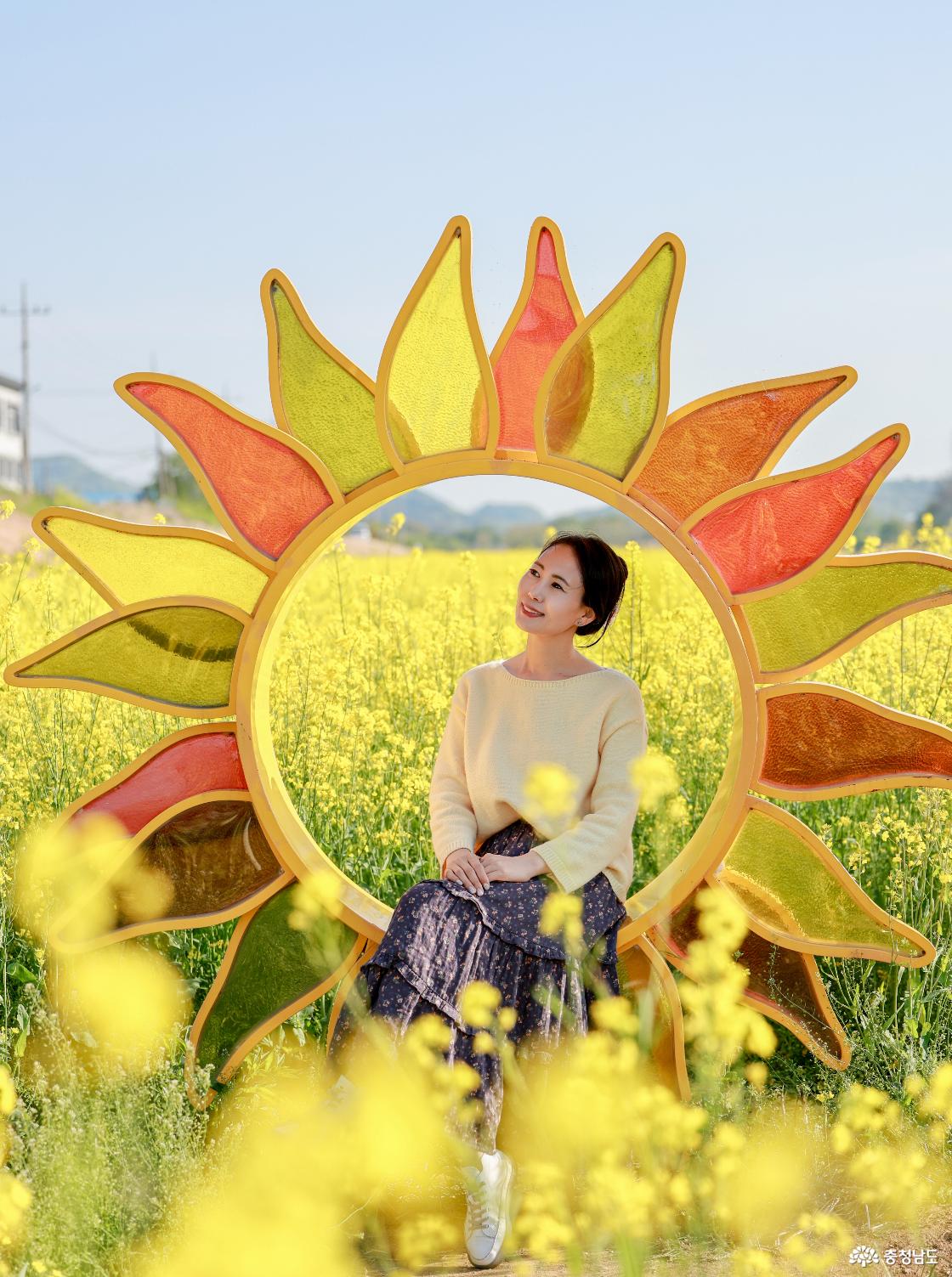 유채꽃