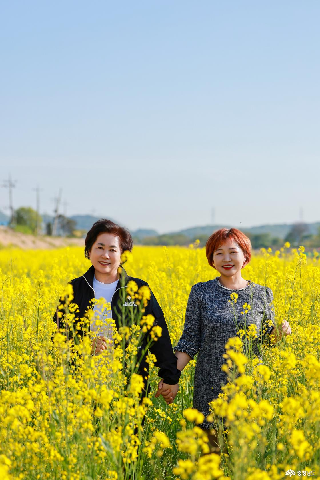 유채꽃