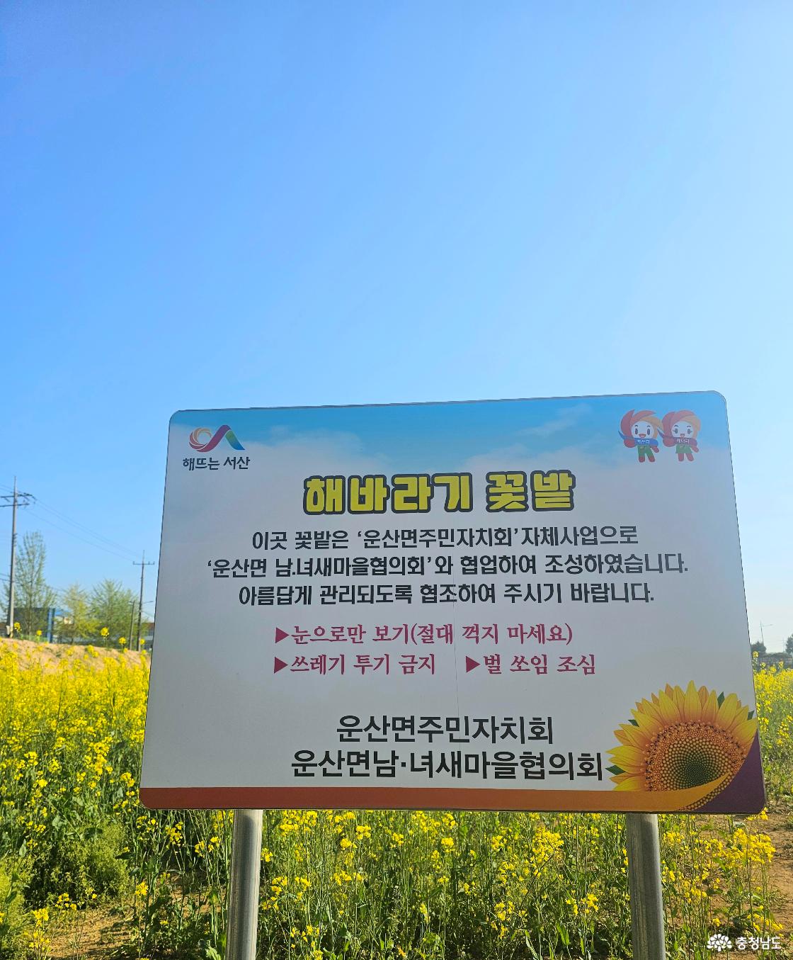 유채꽃