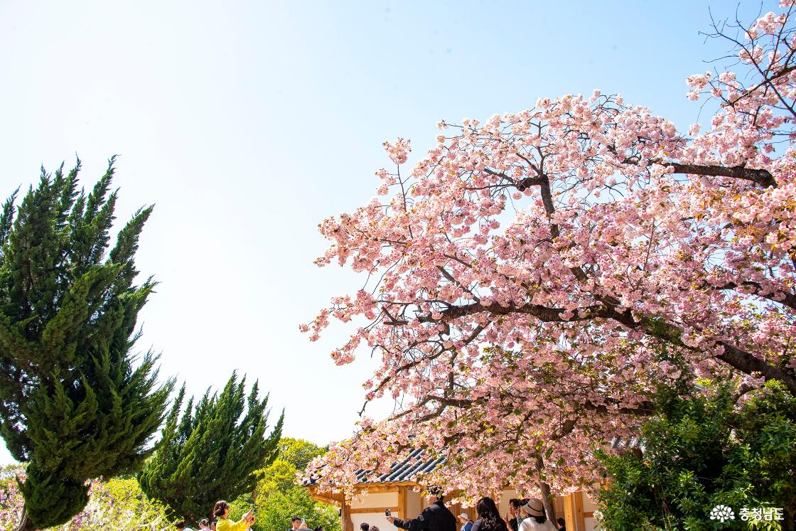 청벚꽃 접사 사진