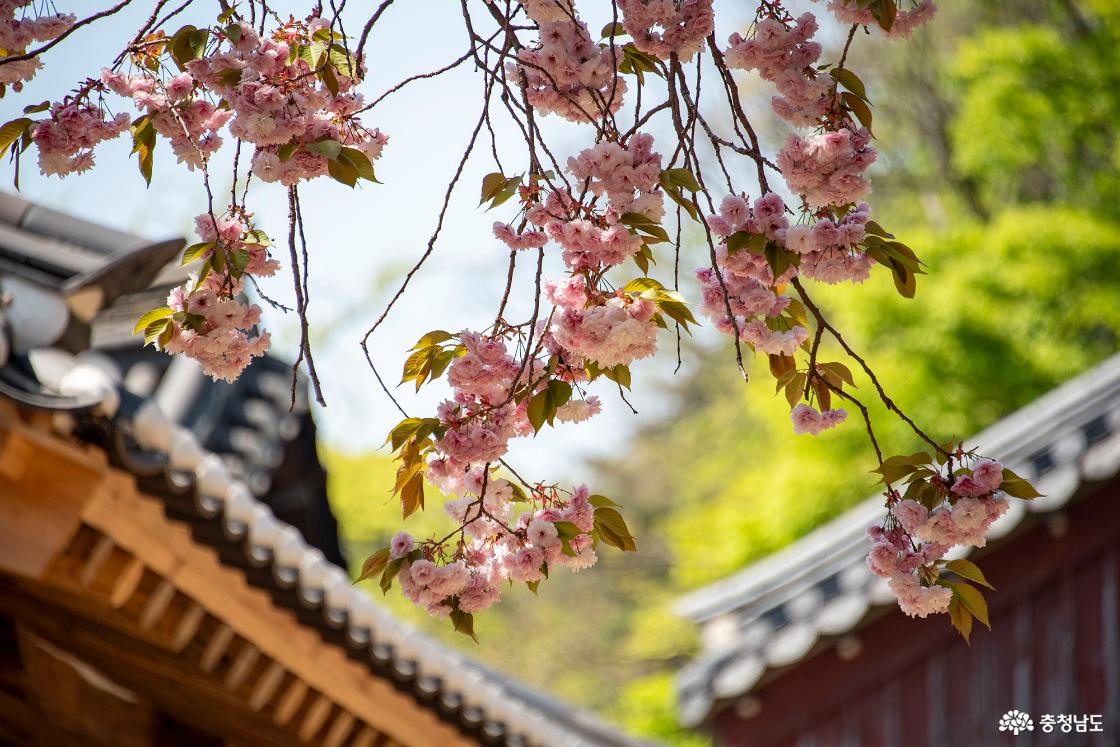 개심사 겹벚꽃의 모습을 담는 사람들