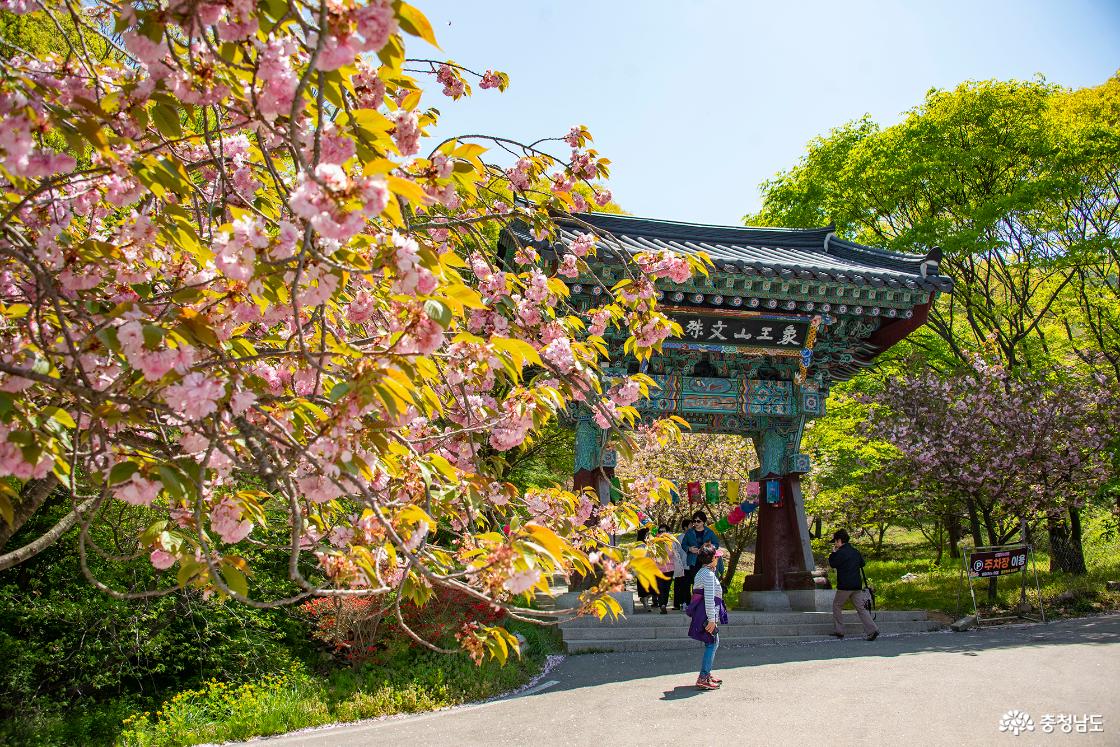 상왕산 문수사 일주문 앞의 겹벚꽃