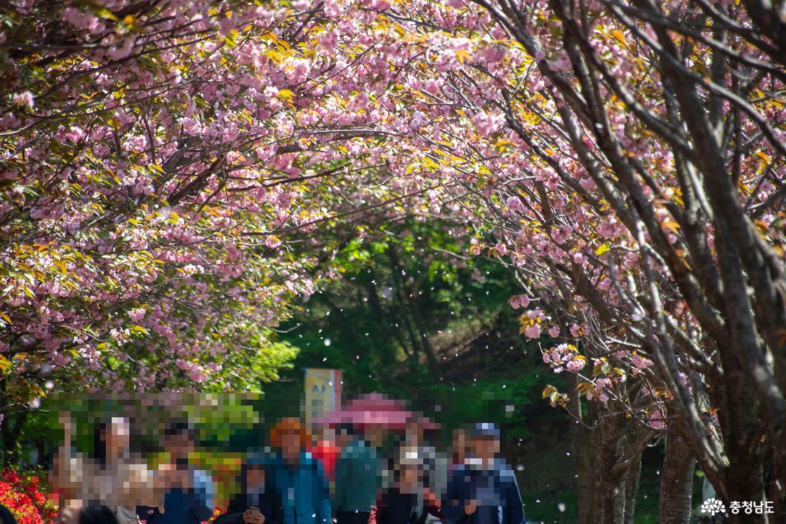 나뭇가지에서 노래하는 직박구리의 모습