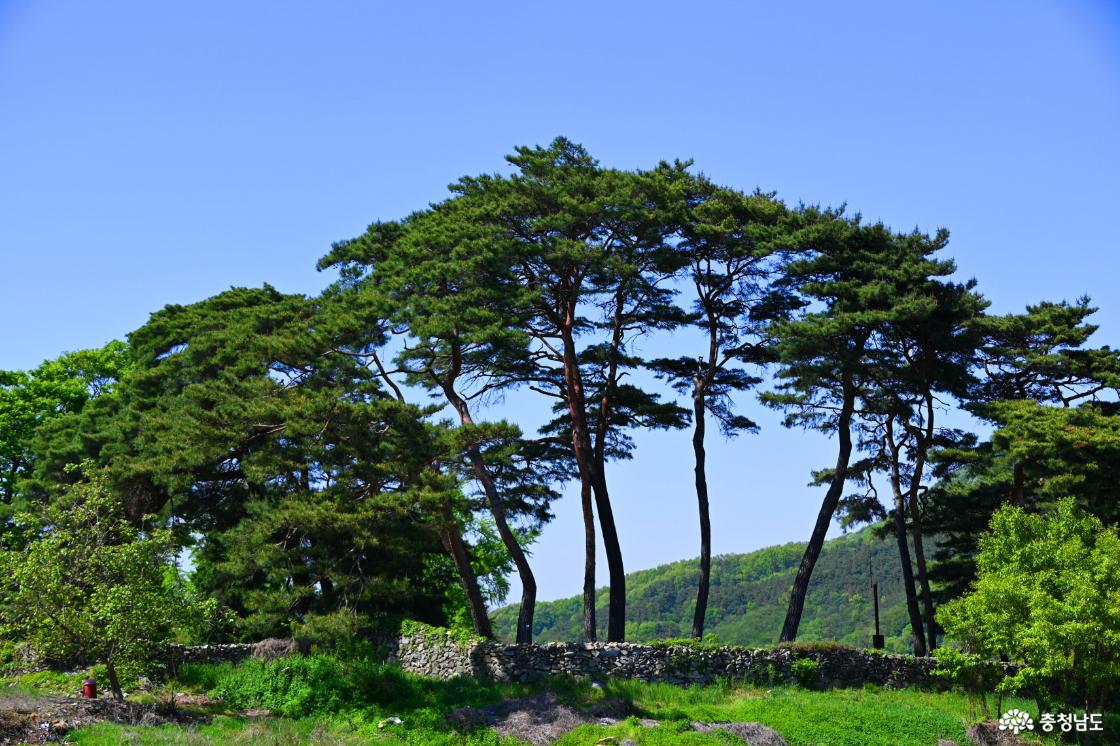 아산 맹씨행단