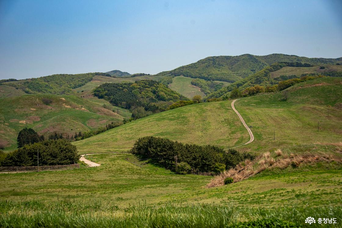 서산 한우목장에 나 있는 도로의 모습
