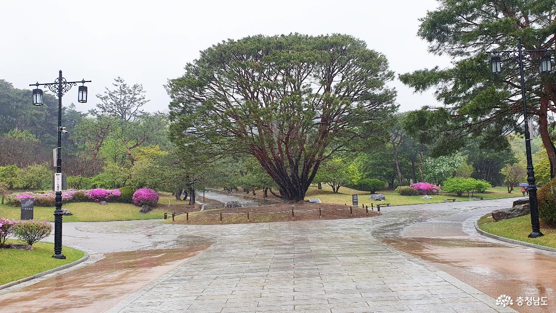 현충사 경내, 수령 125년의 반송
