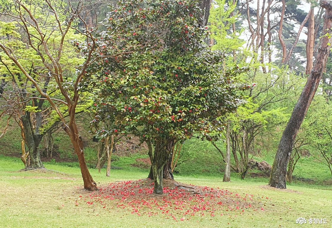 현충사 경내, 흩어진 붉은 꽃잎(산화)