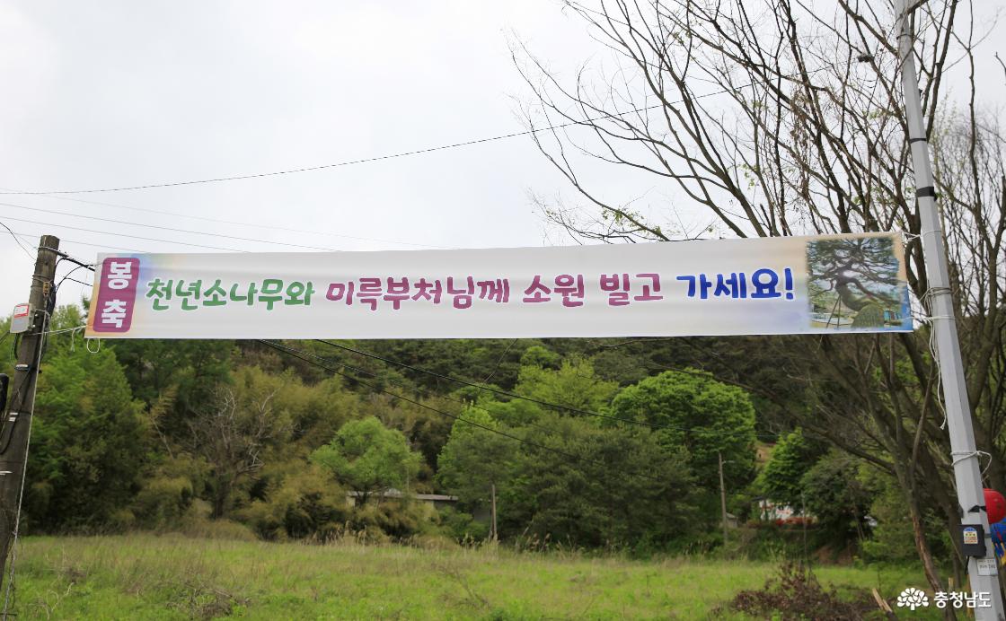 석가탄신일 천년 소나무와 미륵불의 송불암