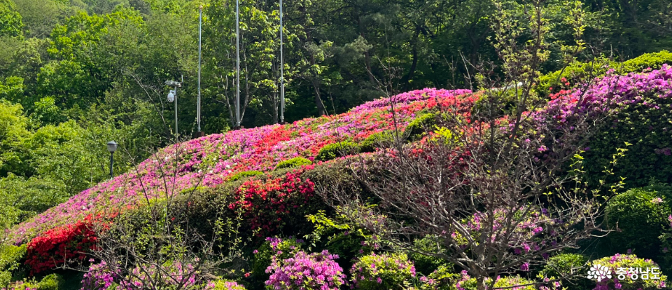 영인산자연휴양림 철쭉