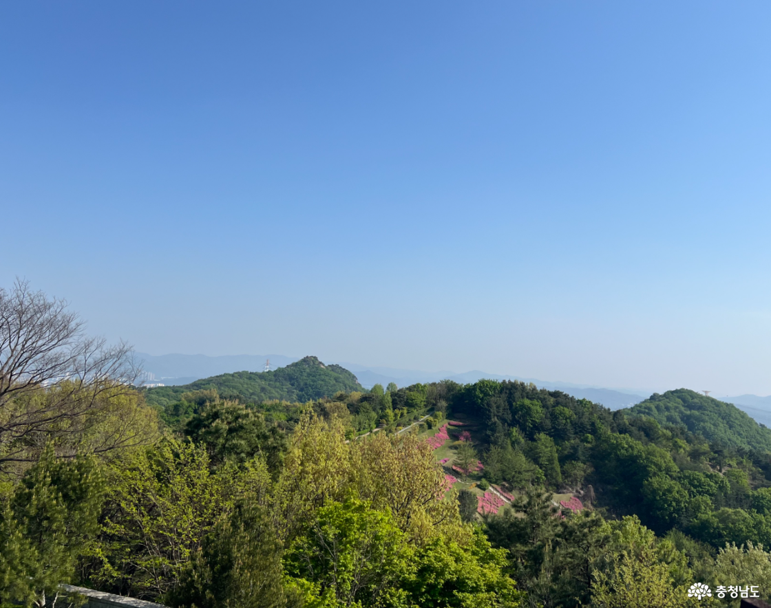 영인산자연휴양림 전망대 철쭉 전경