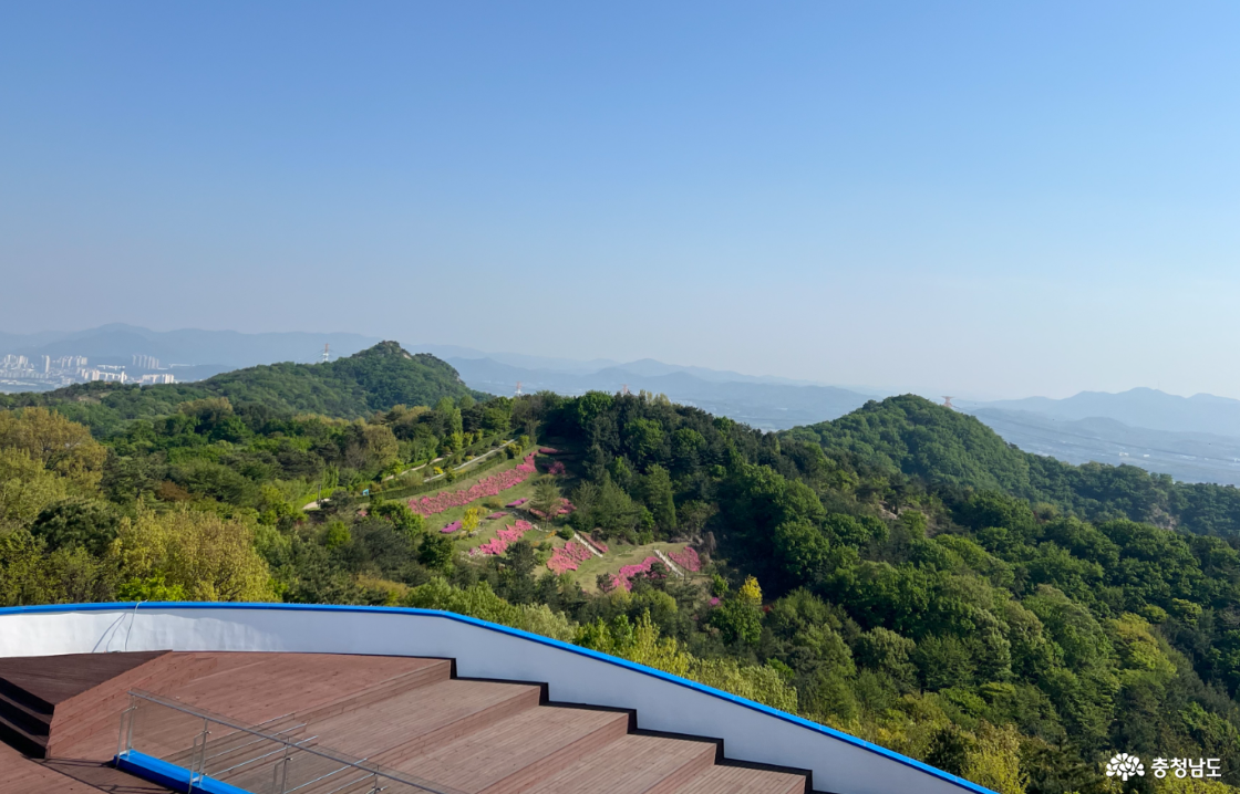 영인산자연휴양림 전망대 철쭉 전경