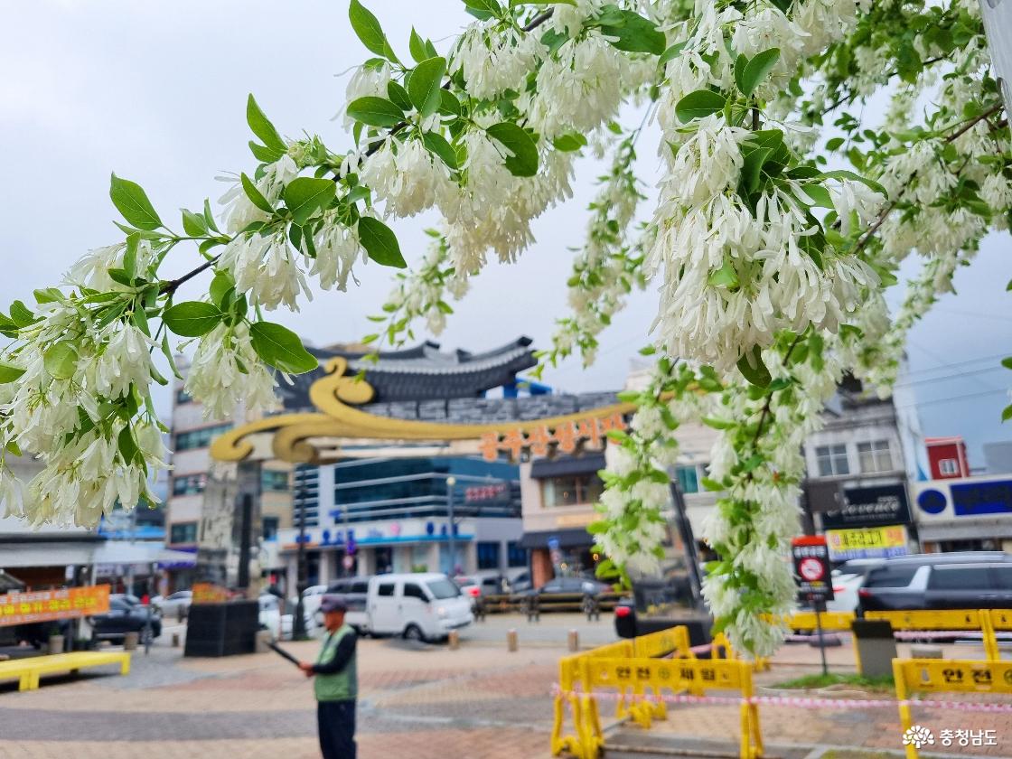 공주 산성시장 이팝나무 모습
