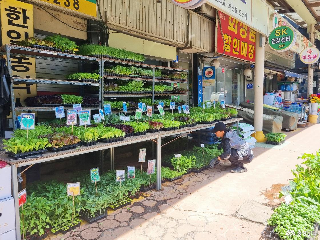 공주 산성시장 모종 가게