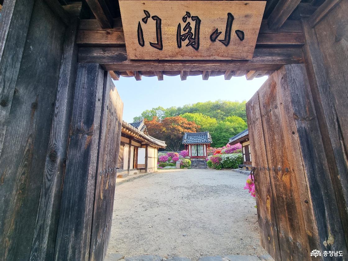 계룡 철쭉꽃 명소 사계고택