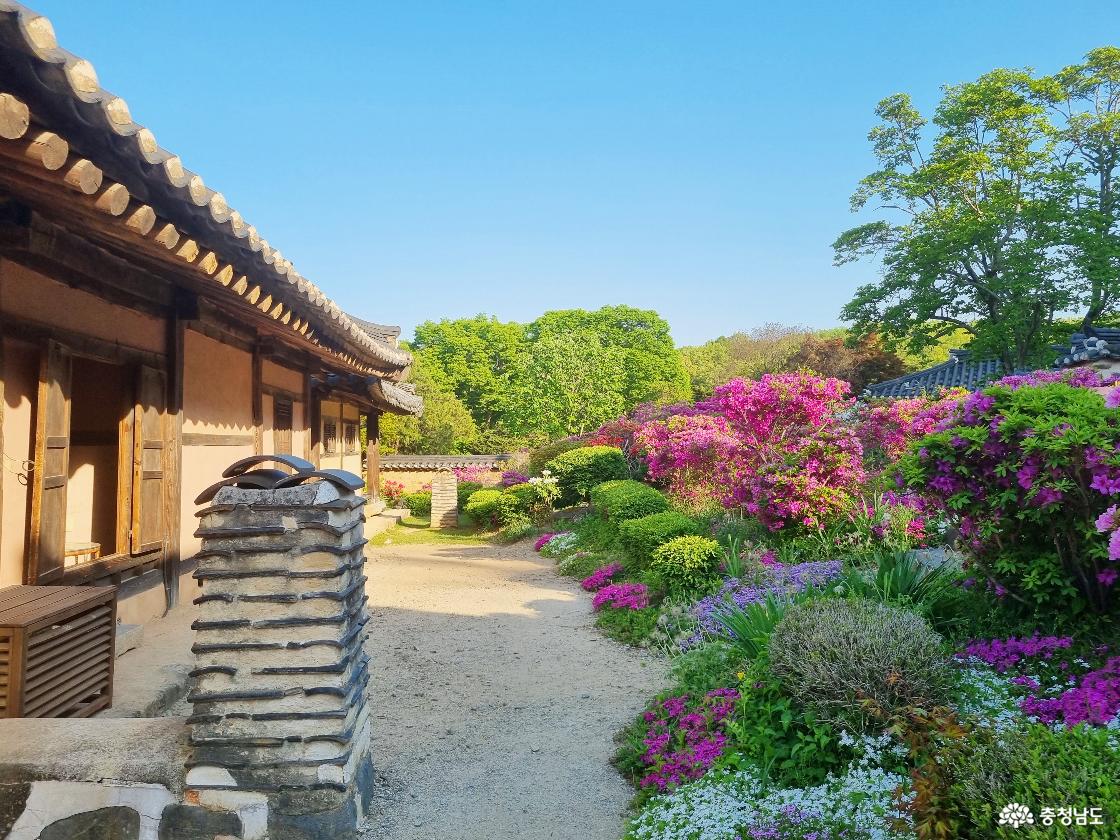 계룡 철쭉꽃 명소 사계고택 - 후원