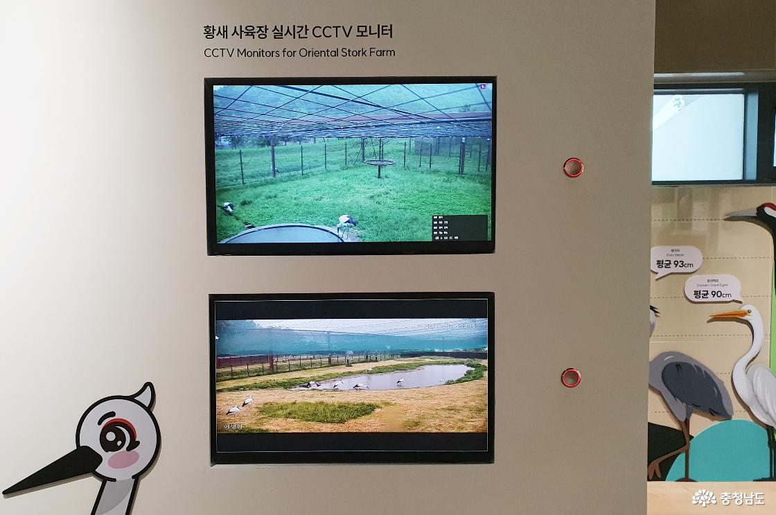 황새 사육장 실시간 모니터