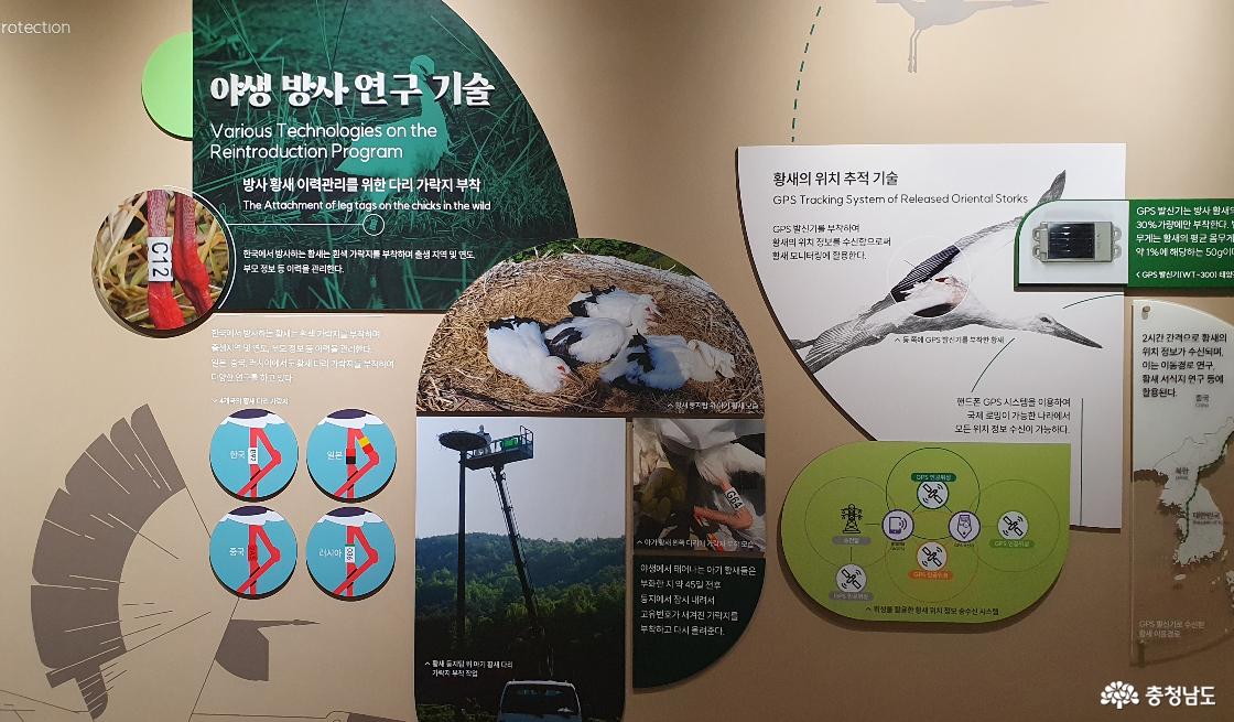 황새 야생 방사 연구 기술