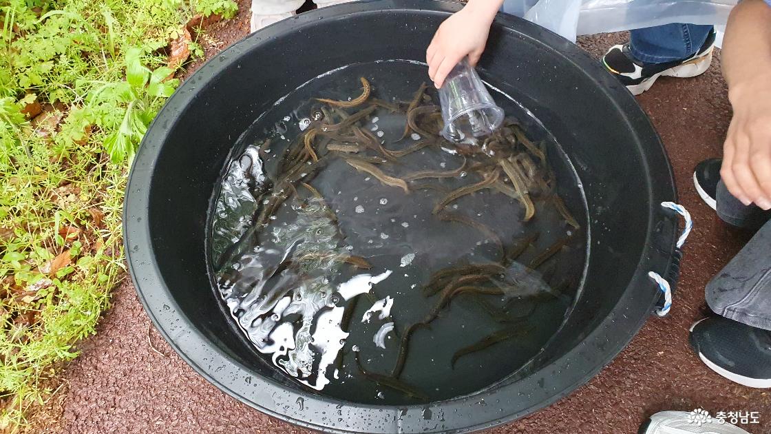황새 먹이 미꾸라지 주기