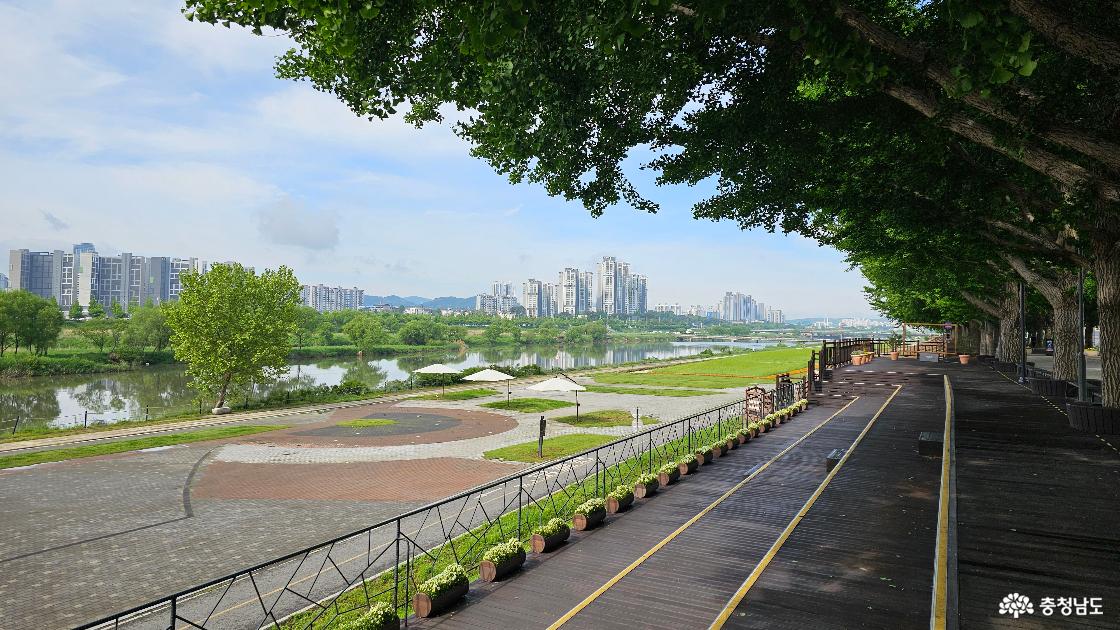 곡교천 은행나무길에서 바라본 곡교천 풍경