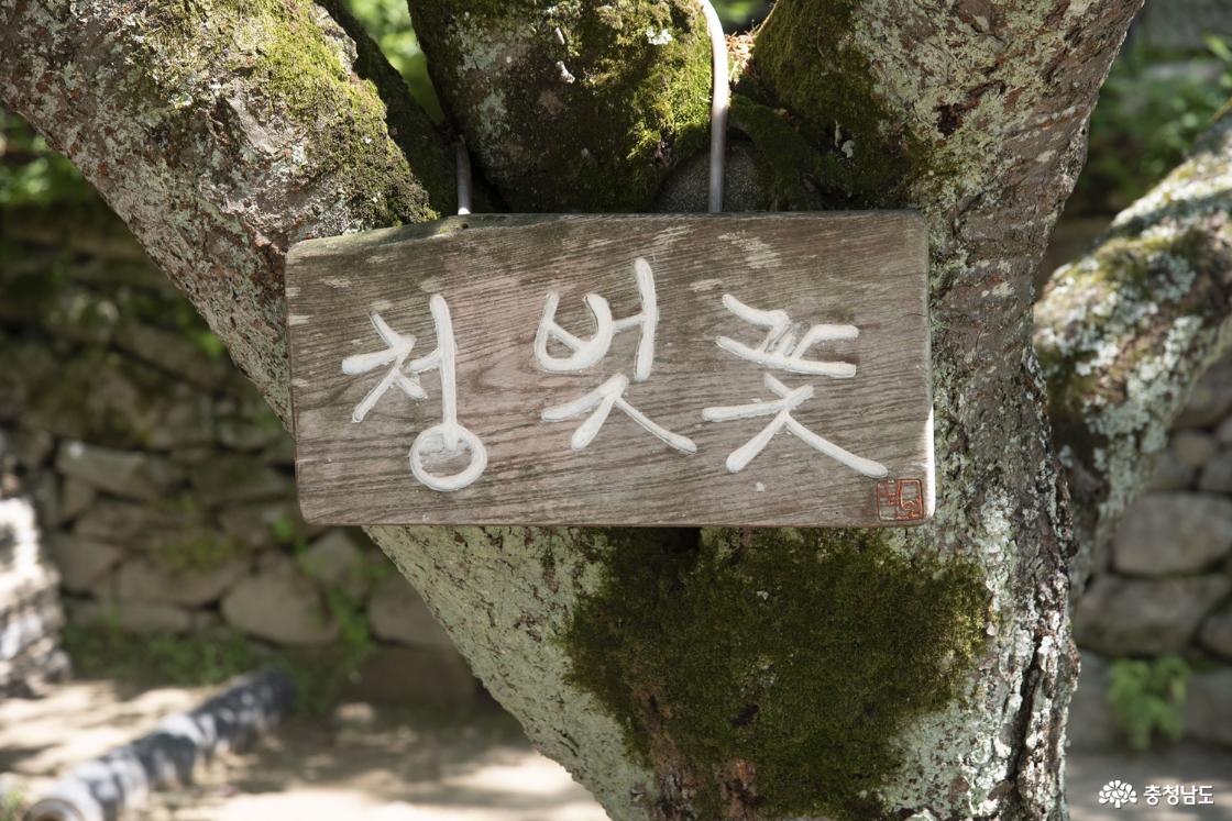 청벚꽃이란 푯말이 붙어 있는 나무