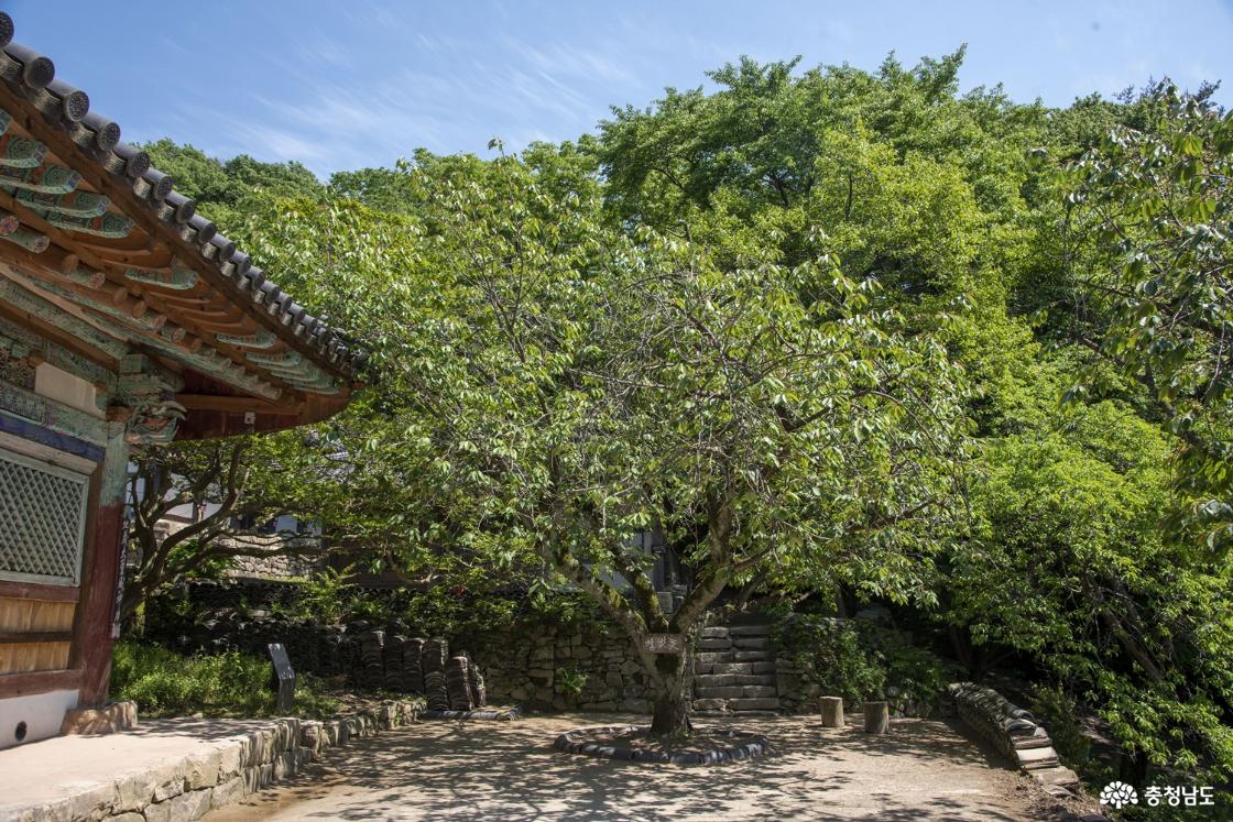 청벚꽃나무 전체 풀샷