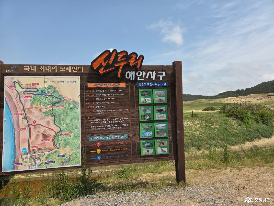 태안 신두리 해안사구