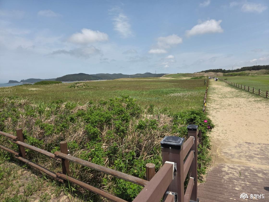 태안 신두리 해안사구
