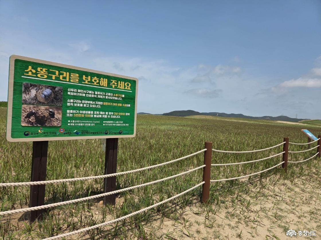태안 신두리 해안사구