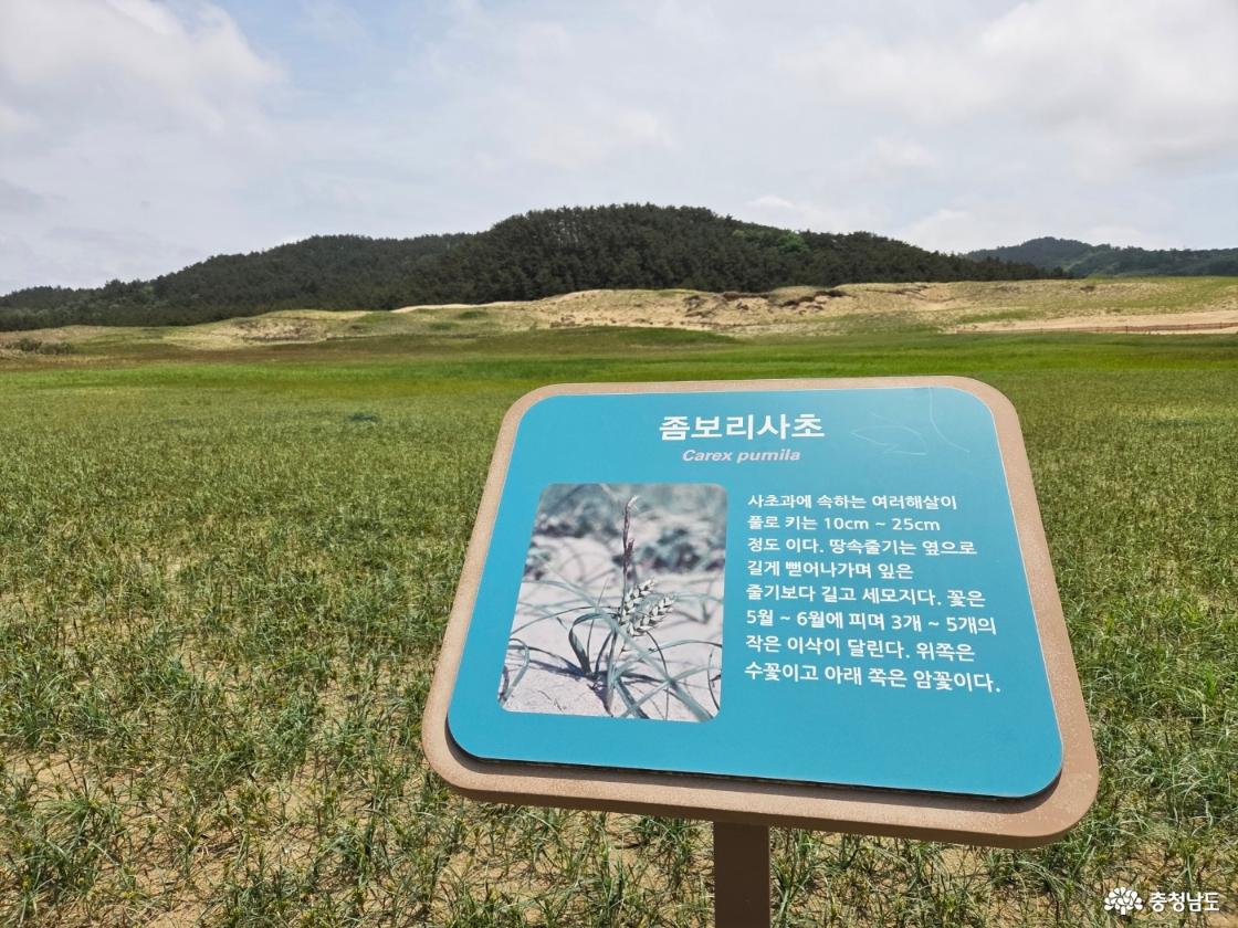 태안 신두리 해안사구