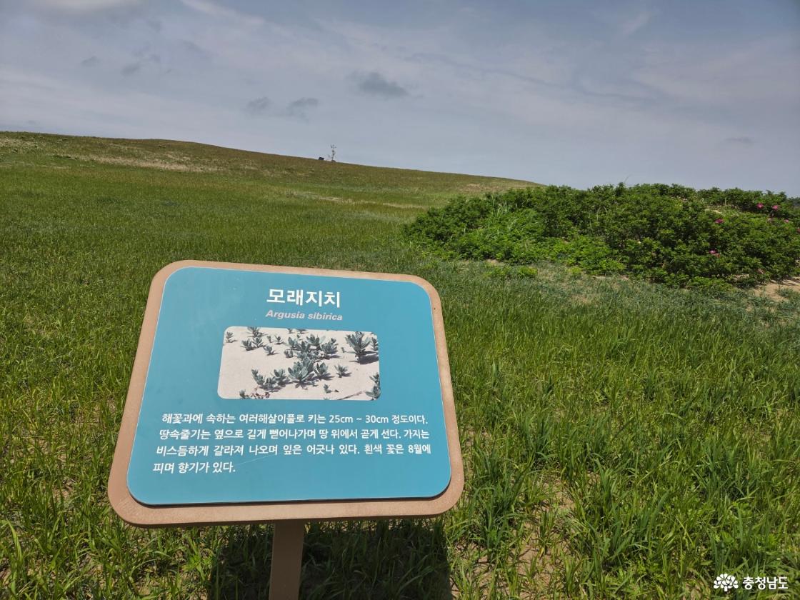 태안 신두리 해안사구
