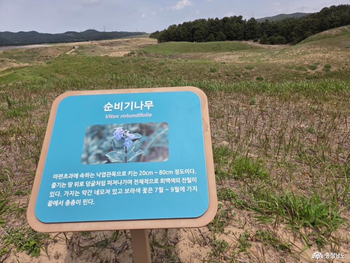 태안 신두리 해안사구