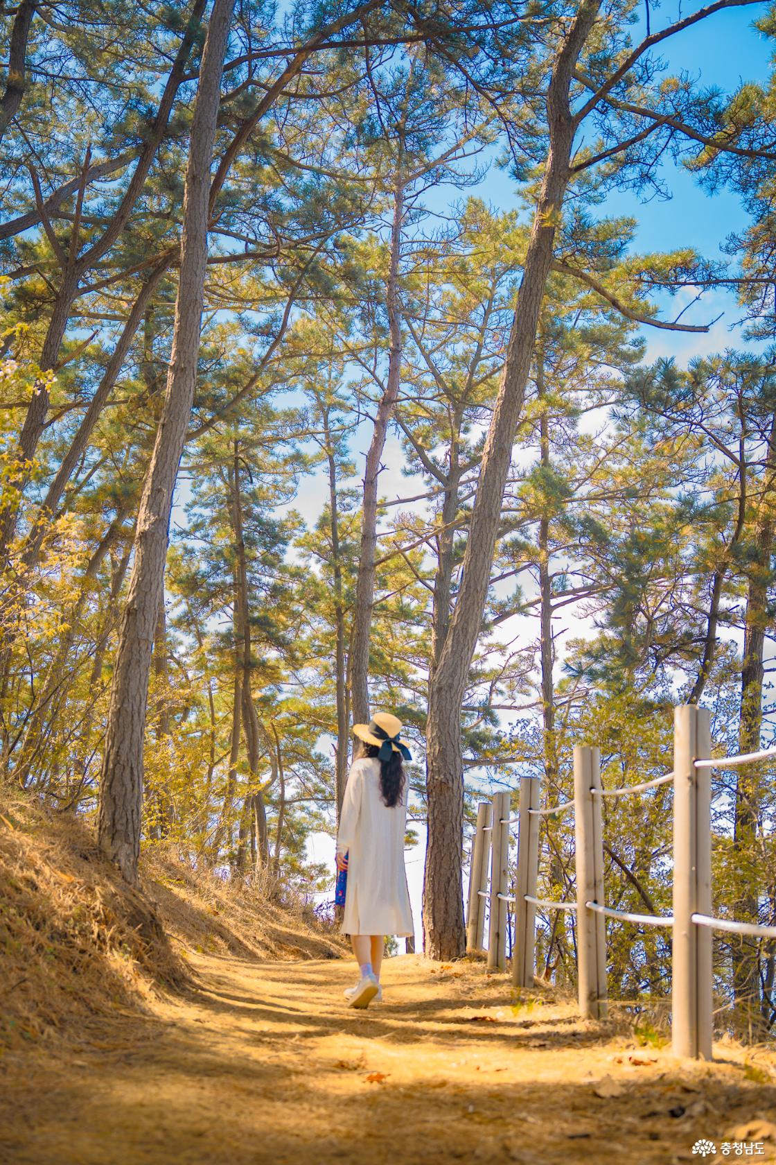 싱그러운 뭍닭섬 데크길 소나무숲 산책길