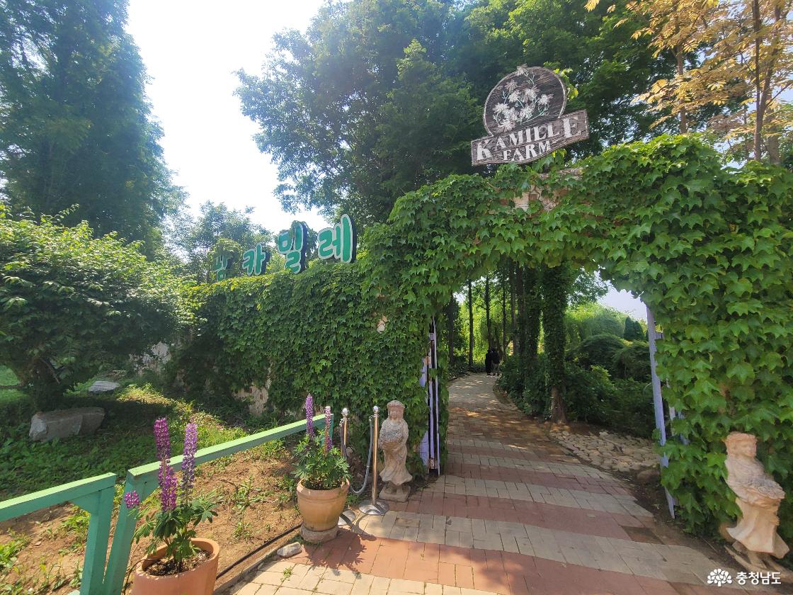 팜카밀레