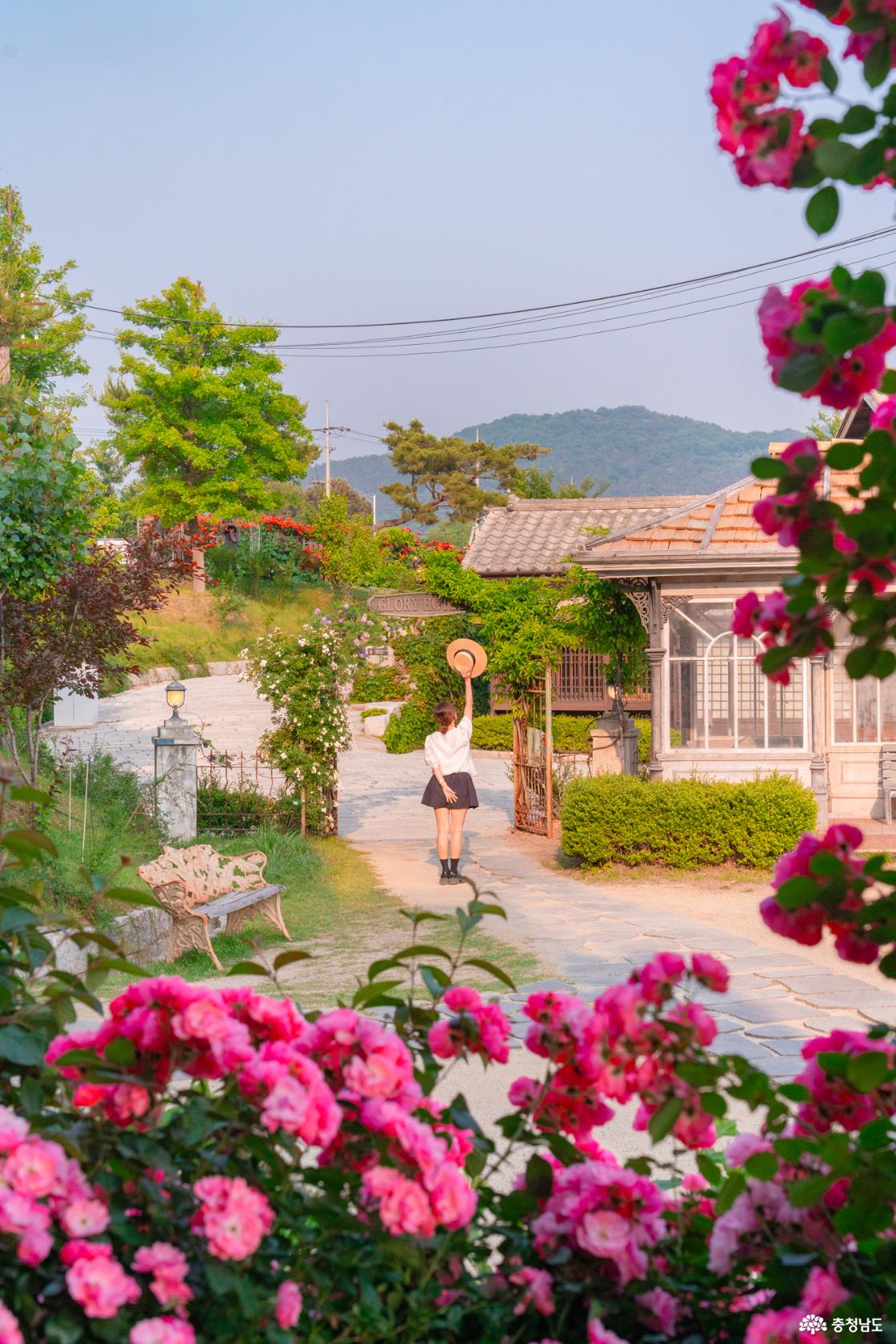 논산 장미명소 투어 선샤인스튜디오 꽃이랑나무랑