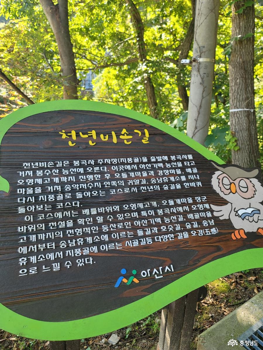 봉곡사 천년의 숲길