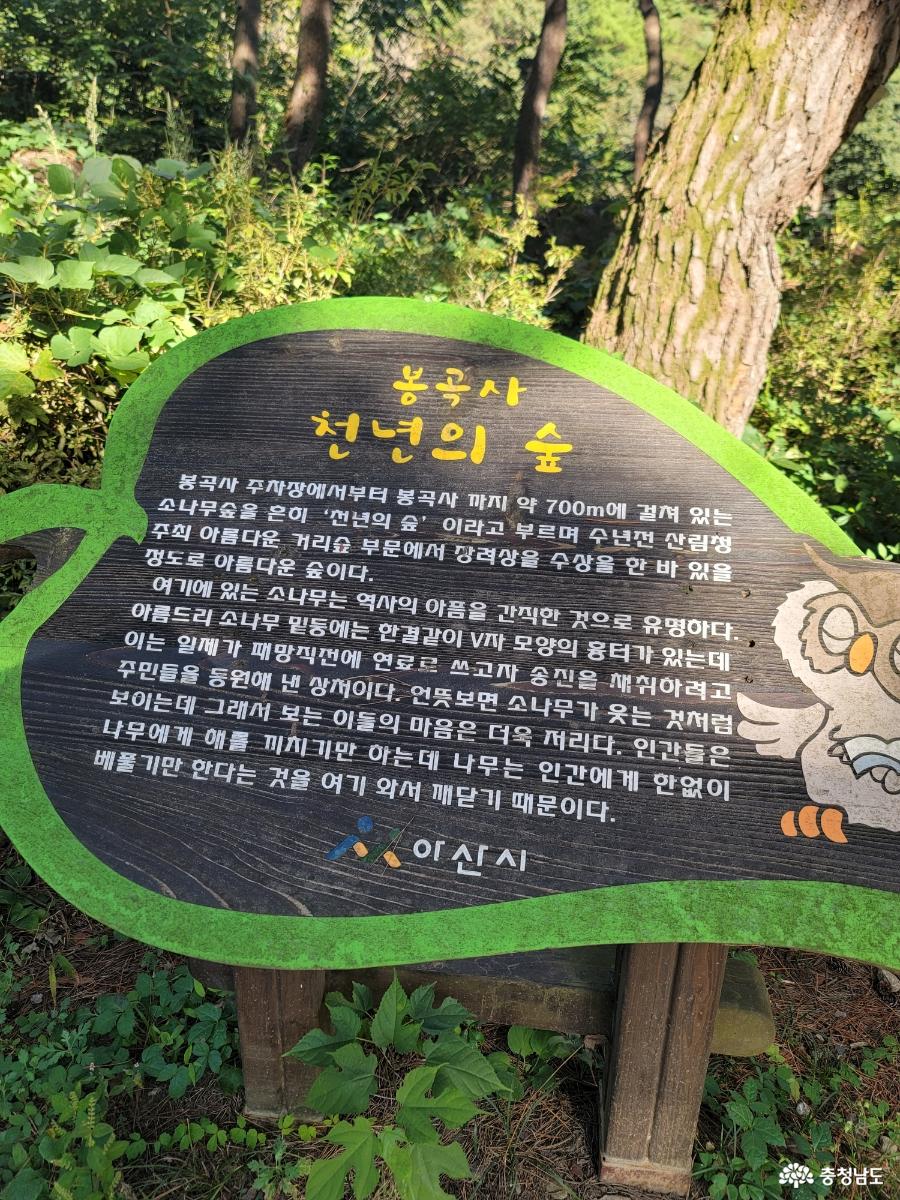 봉곡사 천년의 숲길