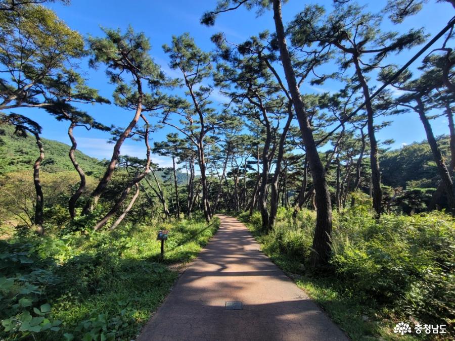 봉곡사 천년의 숲길