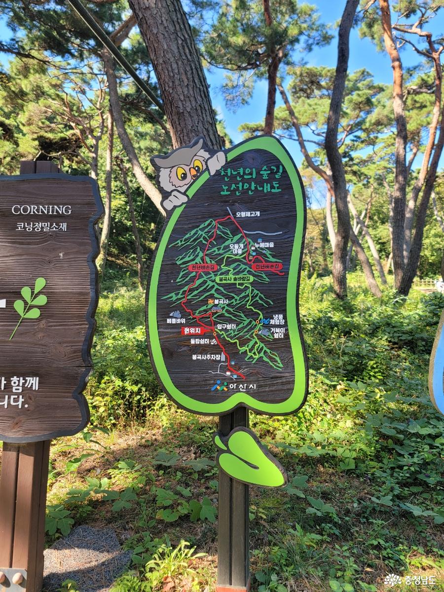 봉곡사 천년의 숲길