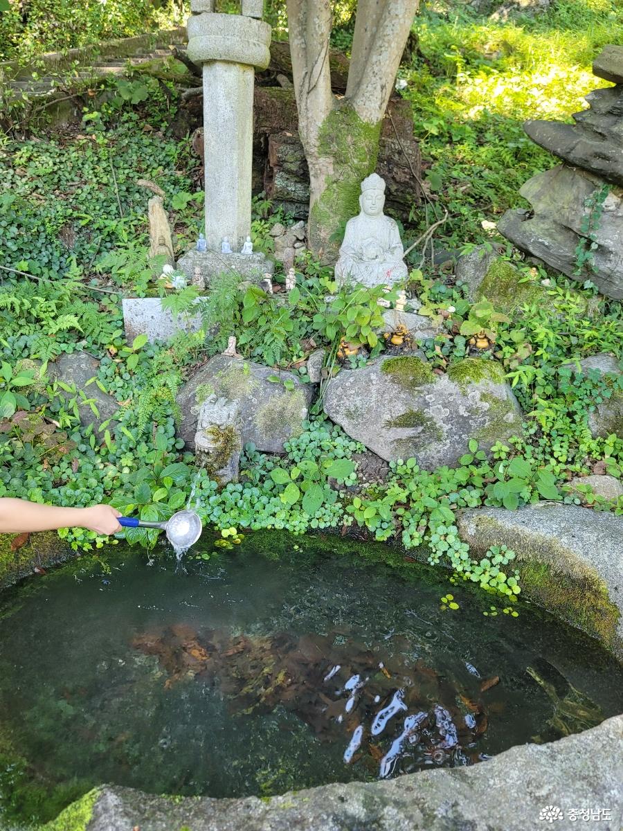 봉곡사 천년의 숲길
