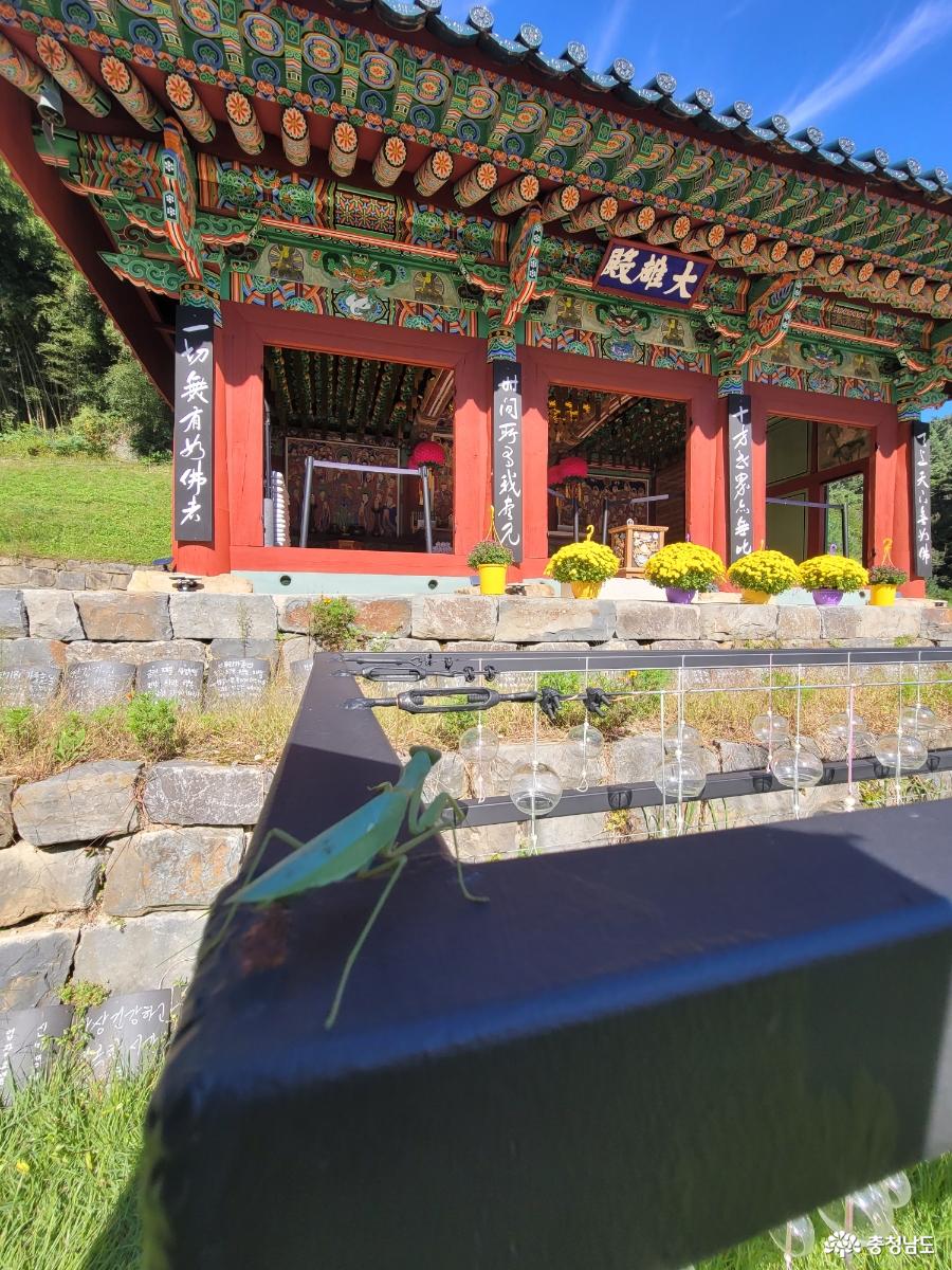 봉곡사 천년의 숲길