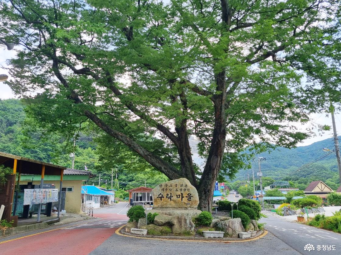 대둔산 수락마을 느티나무