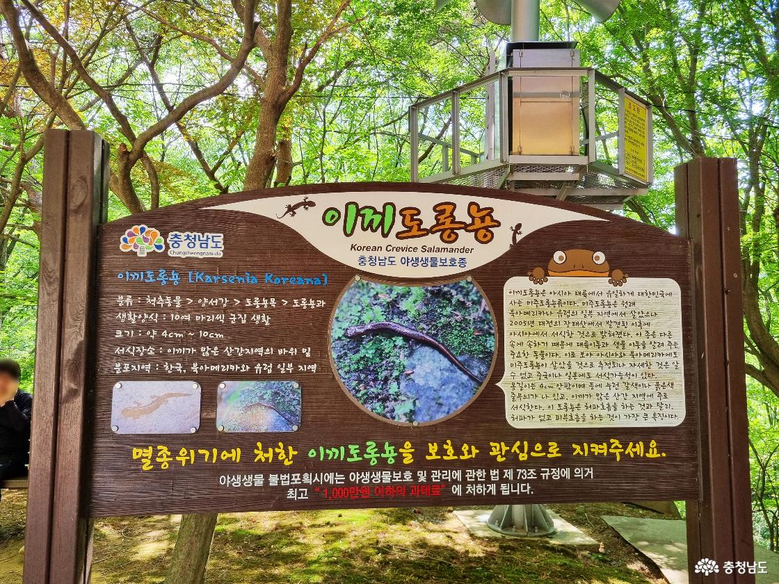 수락계곡 이끼도롱뇽 안내문