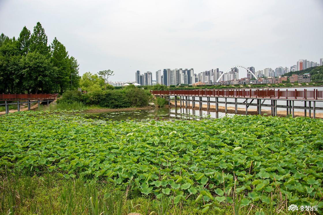 산책로 주변의 연밭