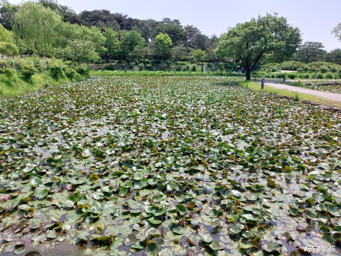 수련