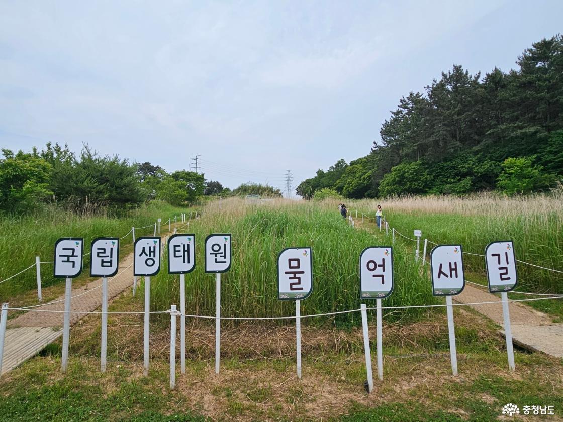 억새길
