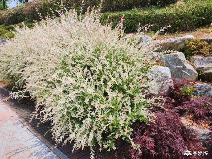 삼선산수목원 개키버들