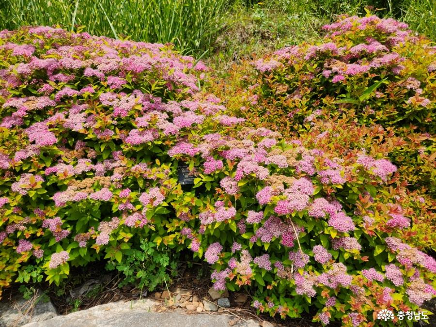 삼선산수목원 다양한 식물