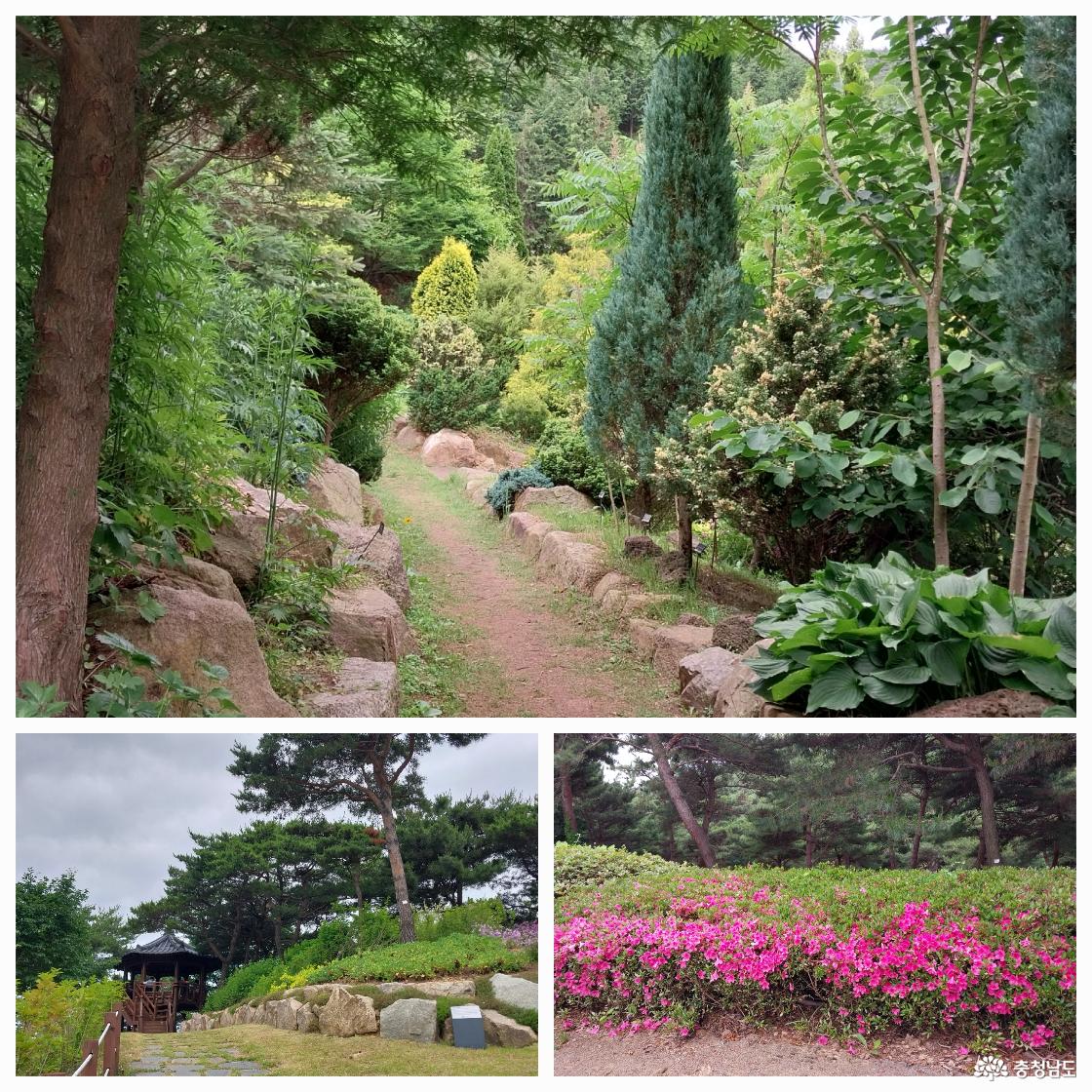 암석원의 식물들